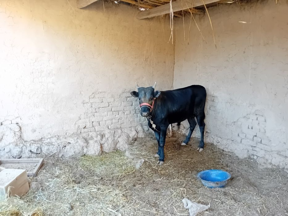 Тана сатылады 2 жас атирапы