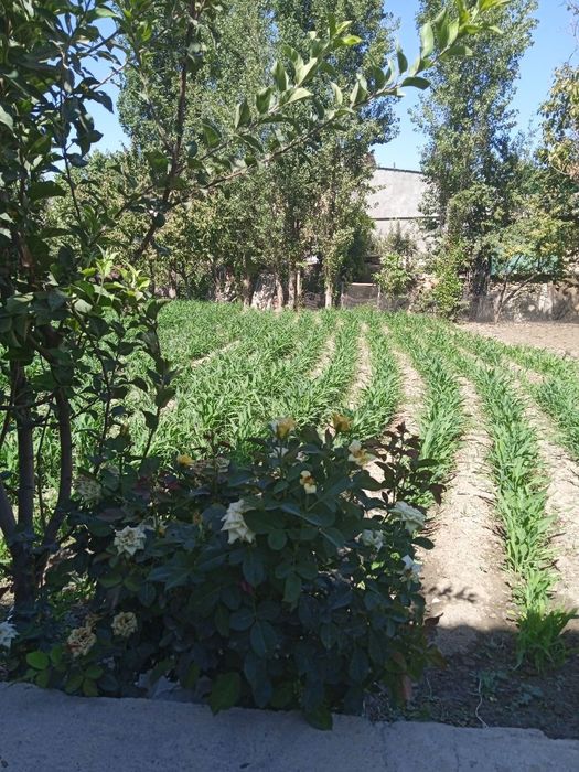 Yer  sotilad    yunusobod    raygaz mahallasi