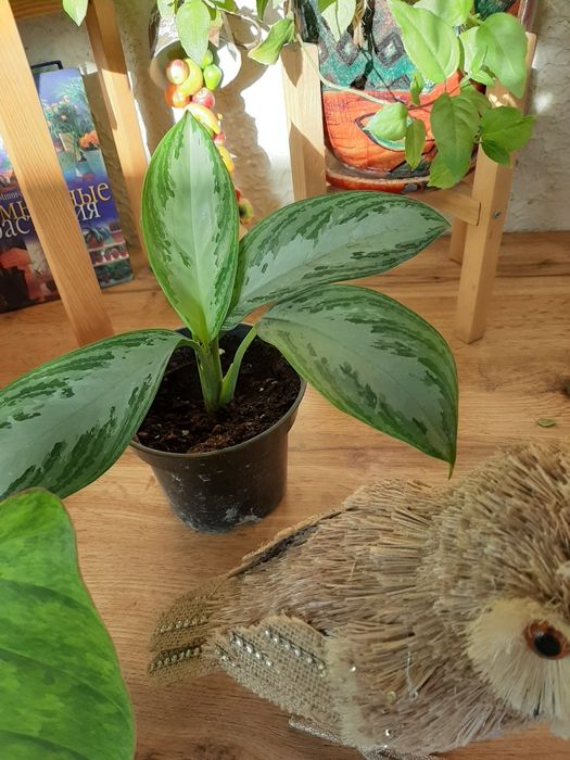 Комнатные растения в ассортименте