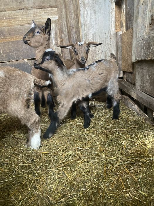 Disponibile capre de top