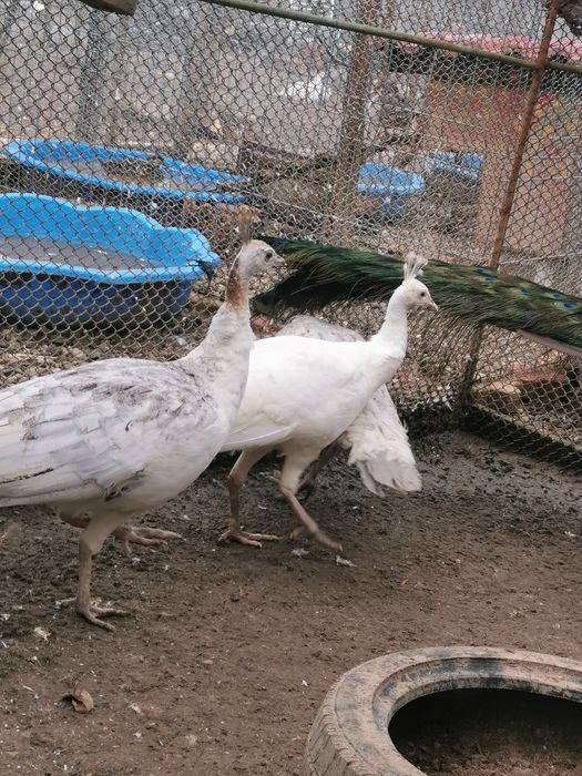 Pereche păuni arlechini 2025