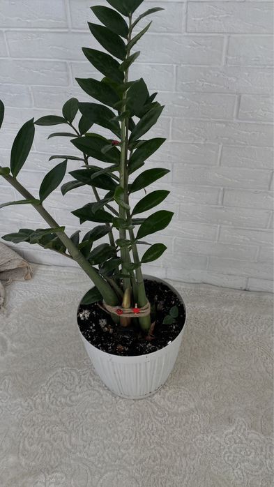 Продам цветок Замиокулькас, 1м