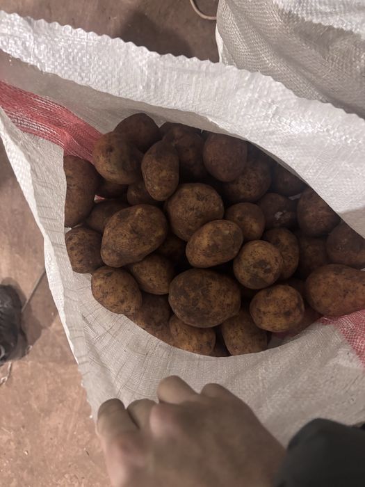 Продам картофель от 65 тенге и выше