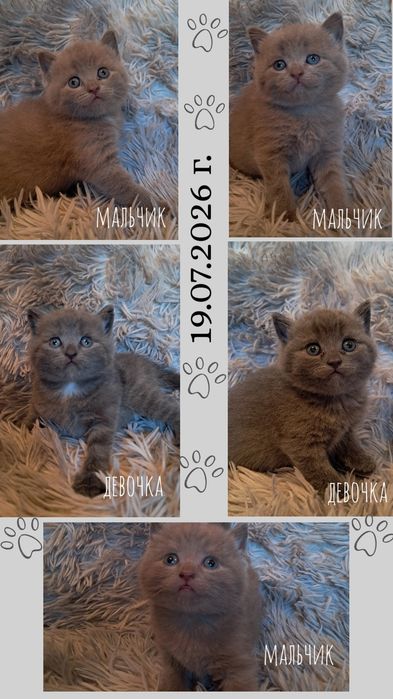 Котята полубританцы