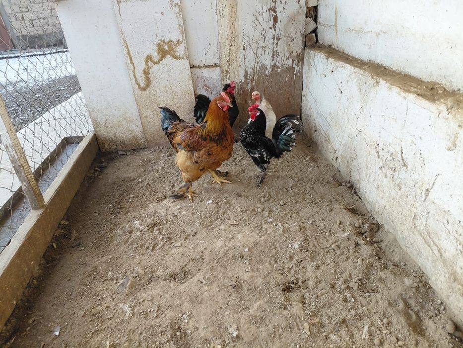 Куры продам или обменяю