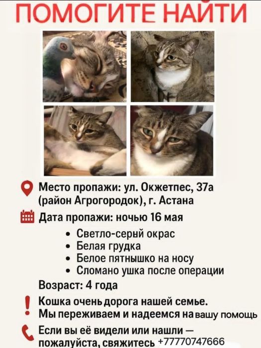 Помогите найти кошку.
