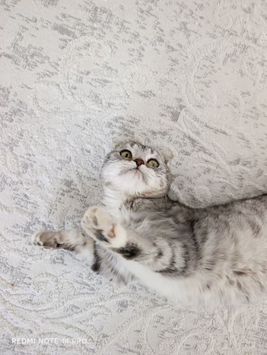 Кошка в добрые руки