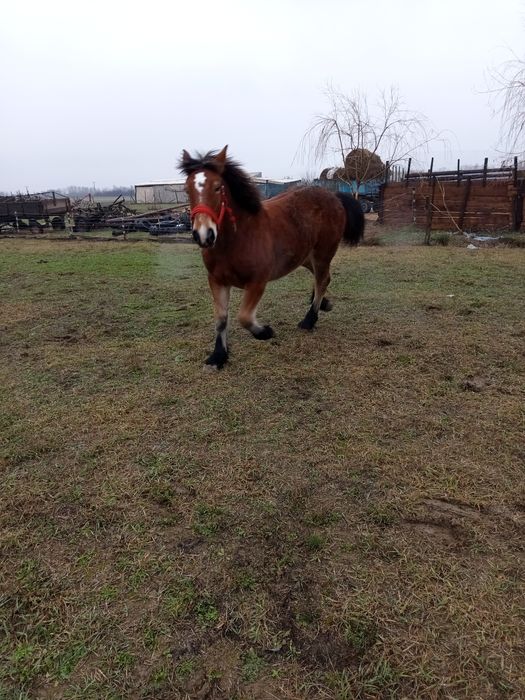 Vând manze 7luni, 3ani