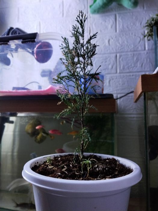 Туя хвойное растение