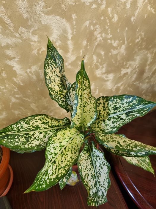 Комнатные цветы.Аглаонема "Snow White" и Филодендрон "White Princess"