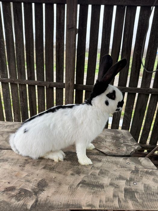 Mascul charly fluture