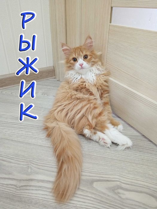 Отдам котёнка - солнечный мальчик.