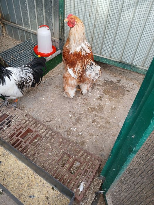 De vînzare cocoș rasa Lakenfelder