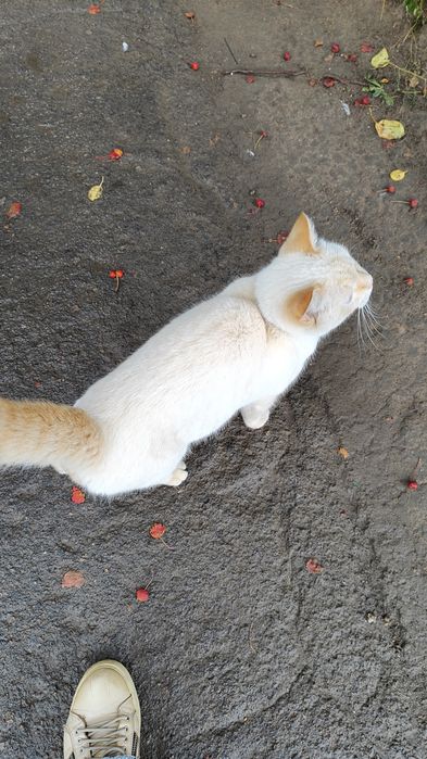 Кот в добрые ответственные руки