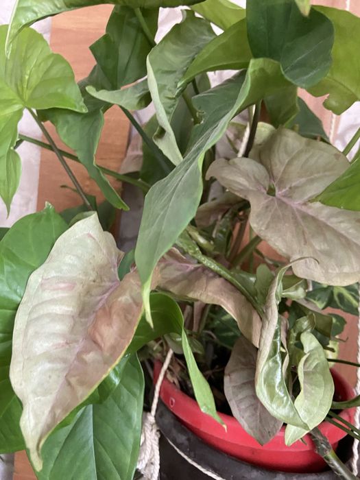 Продам  сингониум(2 горшка) розовый