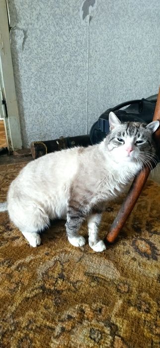 Срочно Отдам кота!