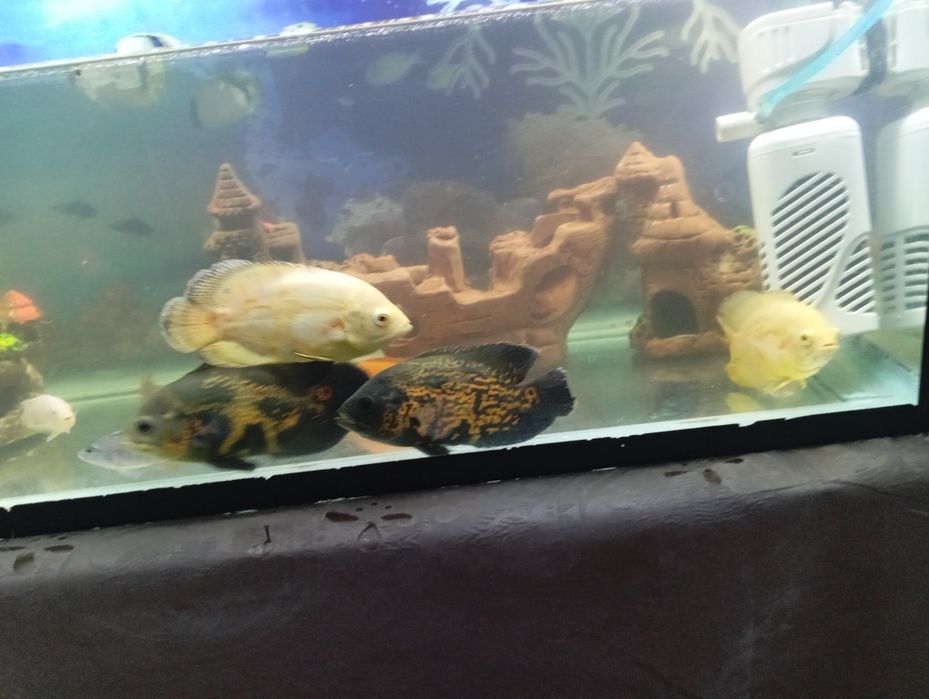 Astronotus  85000