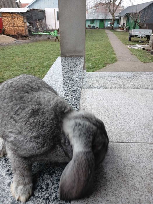 Vând mascul berbec german