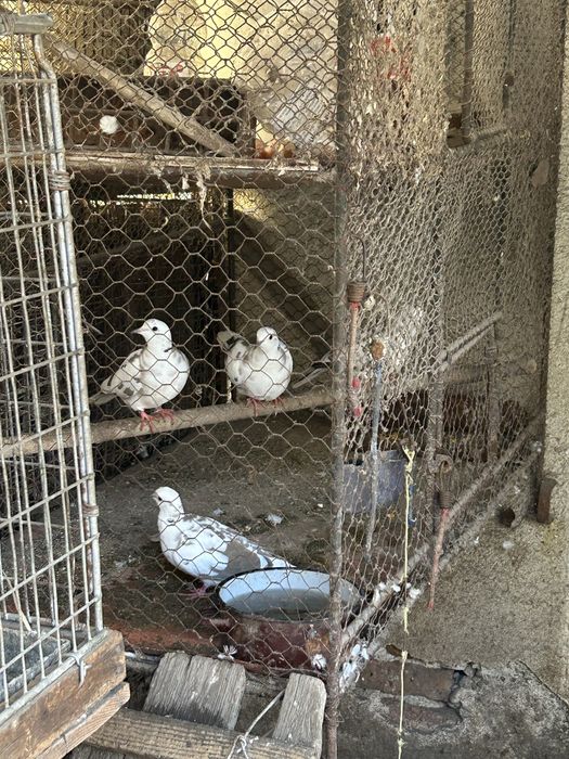 Turturici râzătoare  de vânzare