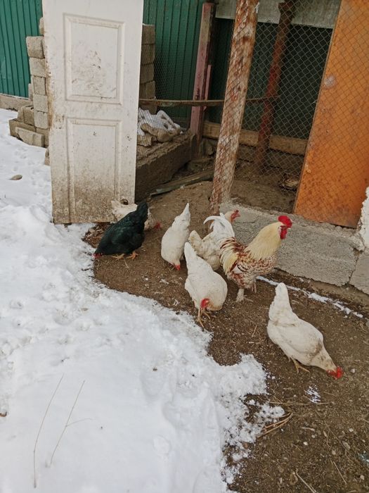 Тауықтар сатылады