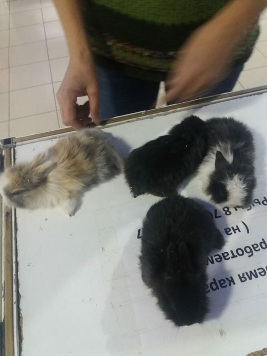 Волнистые попугаи