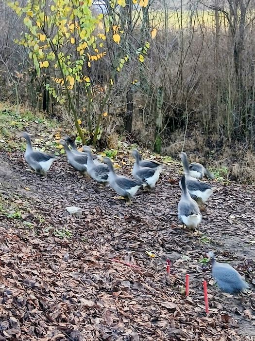 Tineret gasca de vanzare