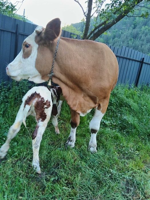 Vaca de vanzare cu vițea