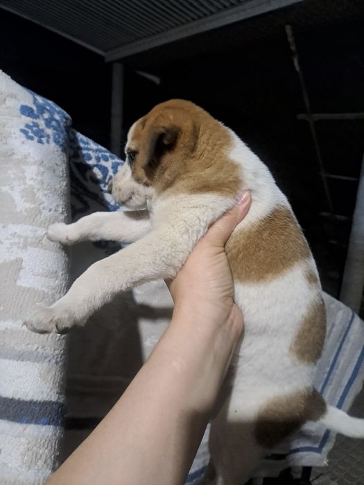 Щенки 1 месяц , Күшік бар