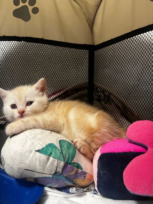 Шотландский котята