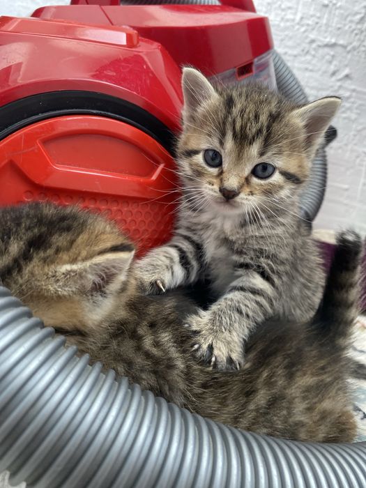 Отдам в добрые руки 2 девочки