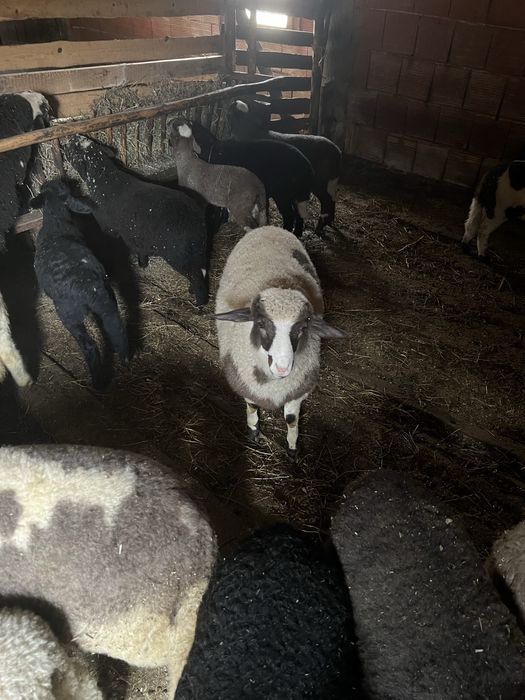 Български агнета- планинско отглеждане