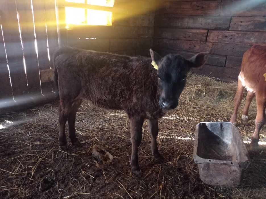 Продам телят, Ұрғашы бұзаулар сатылады