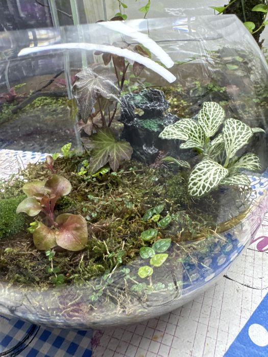 Продам открытый флорик со мхом!