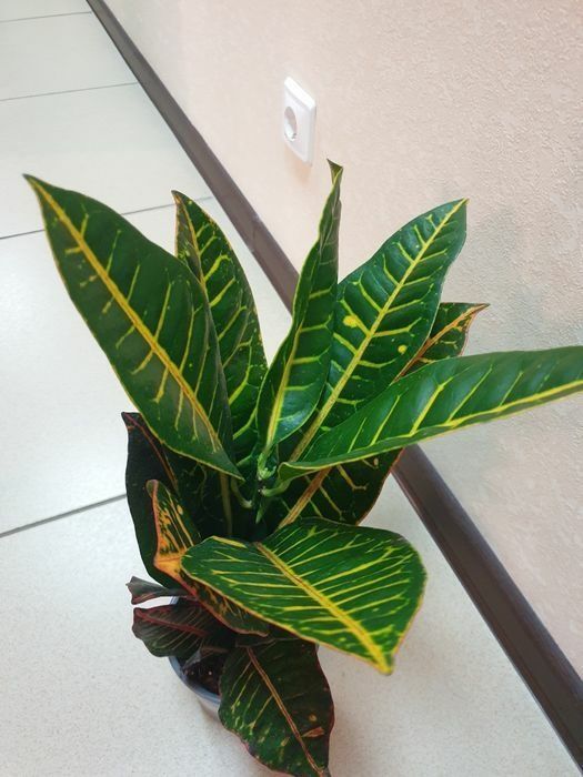 Продам комнатные цветы