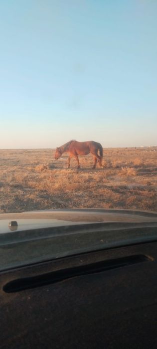 Сатылады 6жасар или обмен 2жабагы