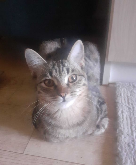 Котёнок мальчик, подарю