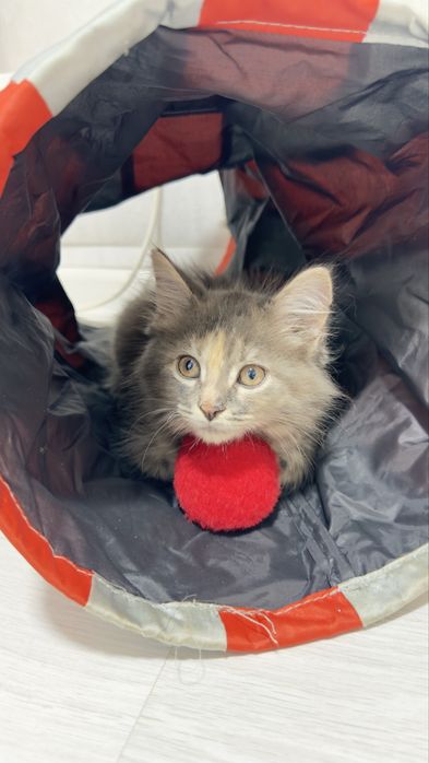 Котенок мальчик и девочка. мама Мейн кун