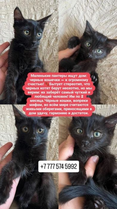 Котята в добрые руки