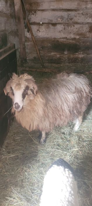 Vând o oaie cu miel și o mioara