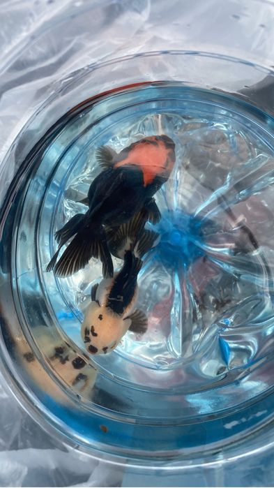 Продаются оранды по приятным ценам