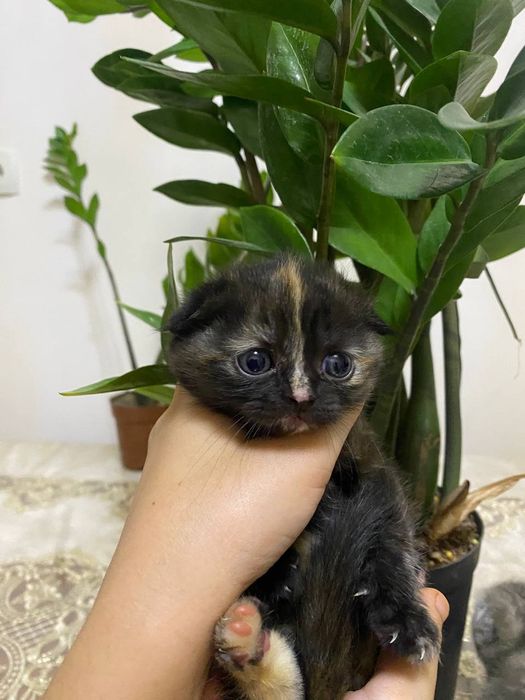 Продаём котиков.