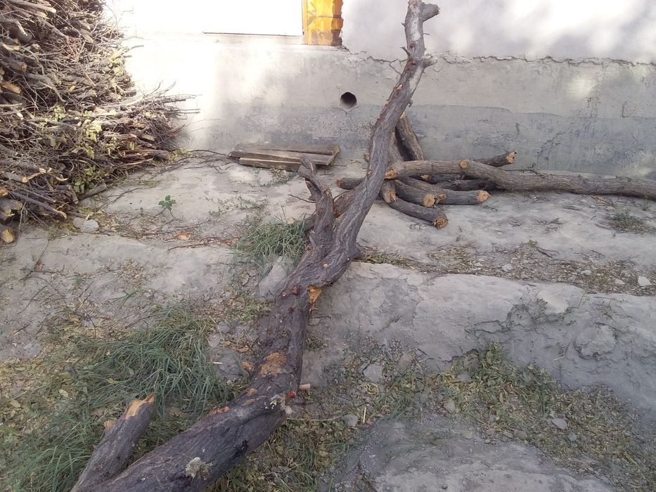 Утин залдори урик дарахти богланган