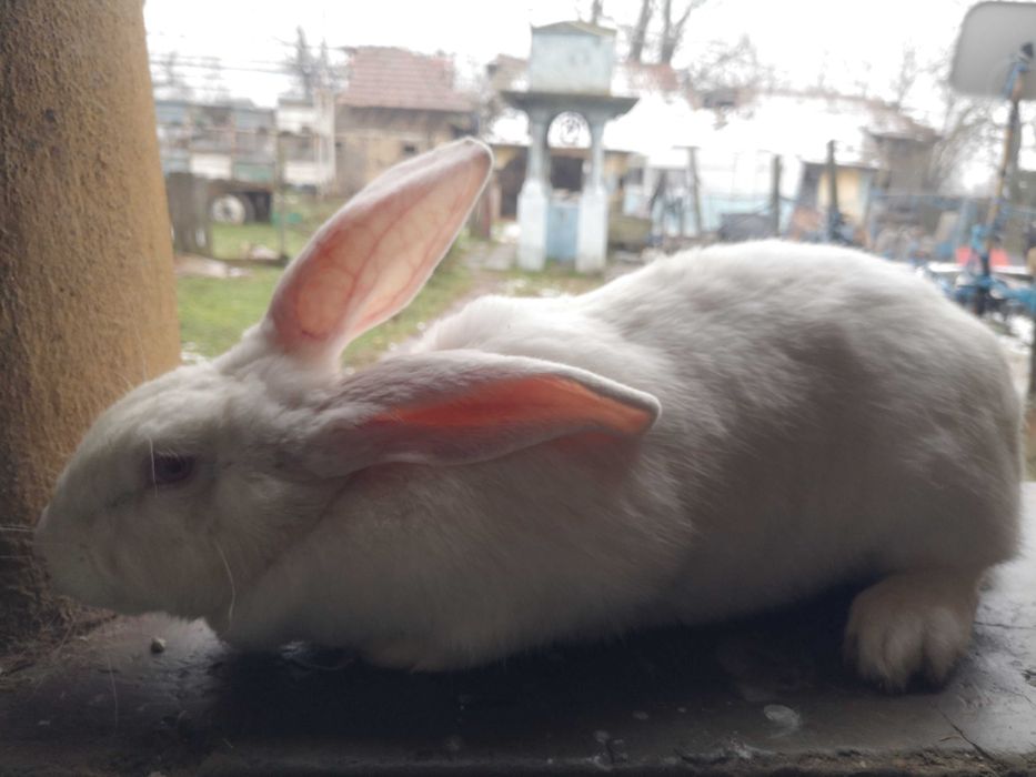 Iepuri Hycole Francez – rasă bună pentru carne