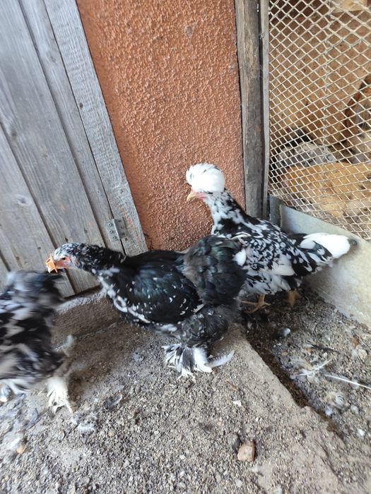 De vânzare, între 2 luni și 4 luni