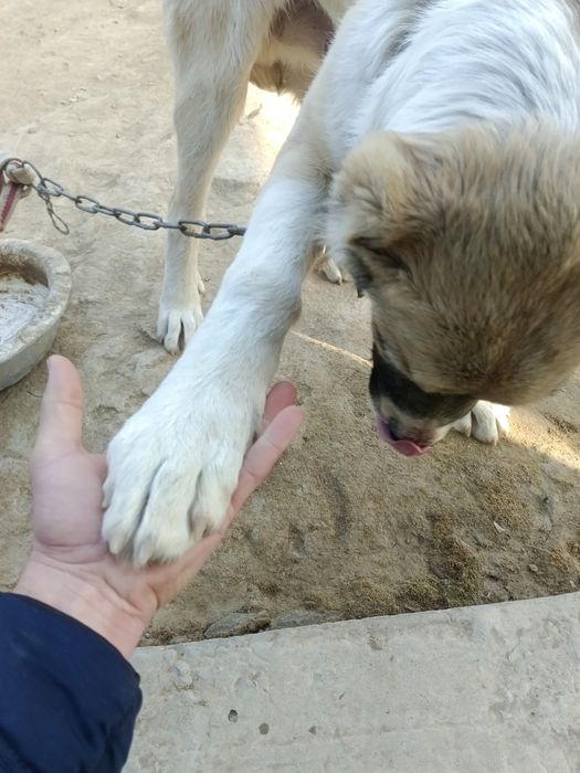 Алабай таза сатылады