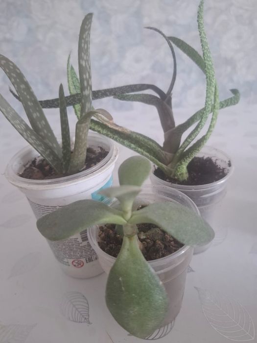 Продам суккуленты