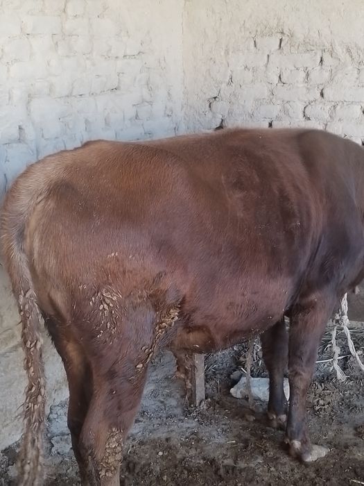 Бука сотилади  месный