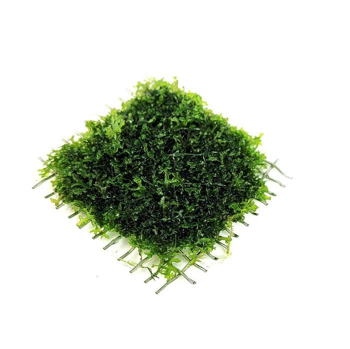 Moss Fissidens Fontanus sau Riccardia Chamedryfolia 8x8 cm