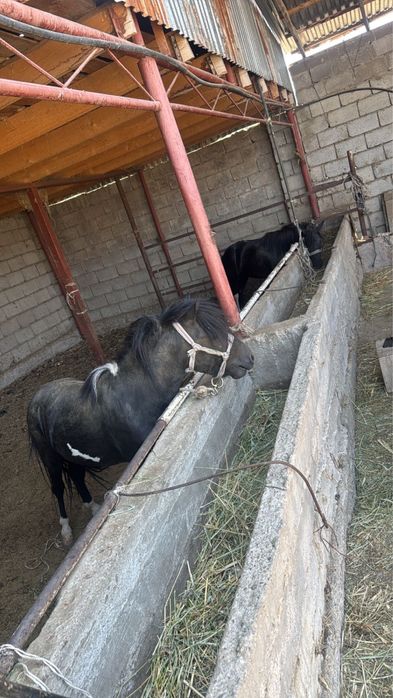 Продается Пони жеребец