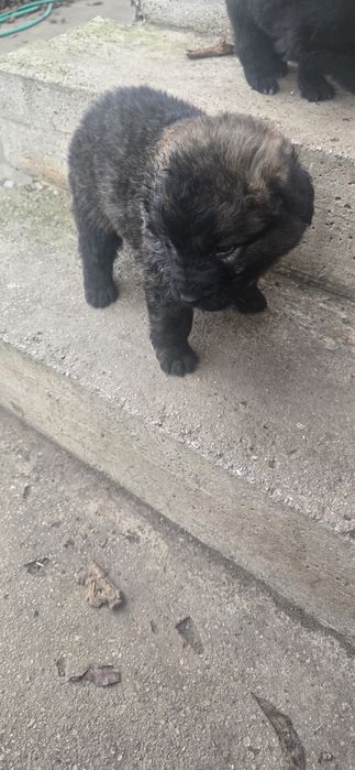 Подарявам кучета Немски овчарки-каракачнки